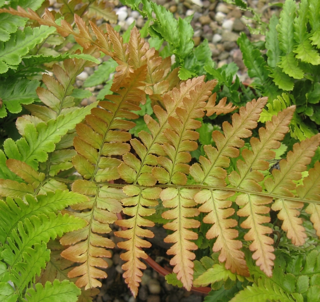 Dryopteris erythrosora